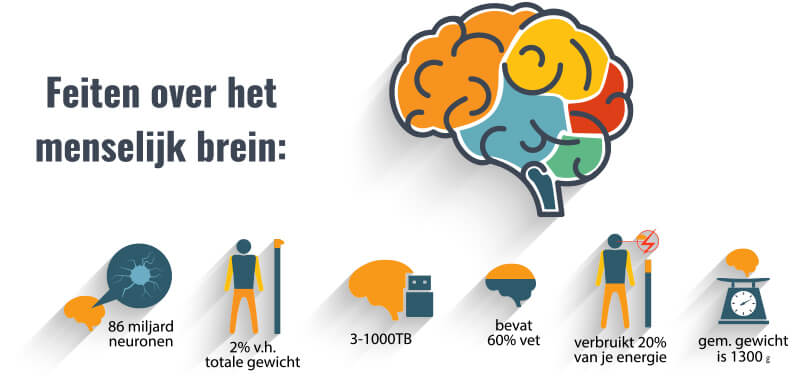 feiten over het menselijk brein